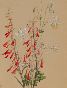 Untitled – Virágtanulmány, kb. 1883-1900. alkotó: Mary Vaux Walcott