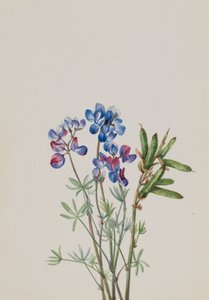 Untitled – Virágtanulmány, kb. 1900-1930. alkotó: Mary Vaux Walcott