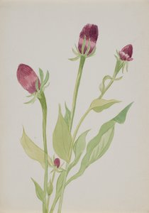Untitled – Virágtanulmány, n.d. alkotó: Mary Vaux Walcott