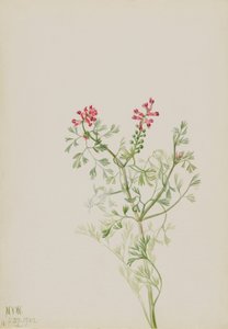Cím nélkül - Növénytanulmány alkotó: Mary Vaux Walcott