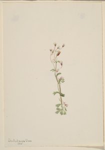 Cím nélkül - Növénytanulmány alkotó: Mary Vaux Walcott