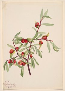 Cím nélkül - Növénytanulmány alkotó: Mary Vaux Walcott