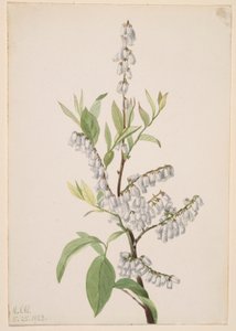 Cím nélkül - Növénytanulmány alkotó: Mary Vaux Walcott