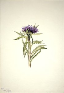 Cím nélkül – Növénytanulmány, 1904. alkotó: Mary Vaux Walcott