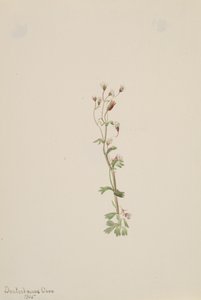 Cím nélkül – Növénytanulmány, 1905. alkotó: Mary Vaux Walcott