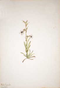 Cím nélkül – Növénytanulmány, 1917. alkotó: Mary Vaux Walcott