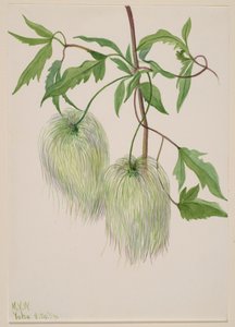 Cím nélkül – Növénytanulmány, 1939. alkotó: Mary Vaux Walcott