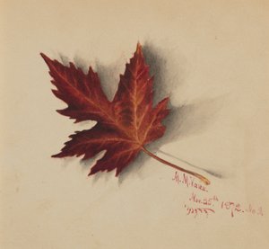 Cím nélkül (Őszi levél) alkotó: Mary Vaux Walcott