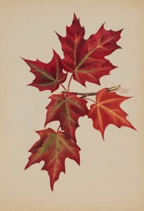 Cím nélkül (Őszi levelek) alkotó: Mary Vaux Walcott