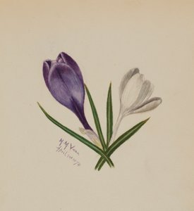 Cím nélkül (krókuszok) alkotó: Mary Vaux Walcott
