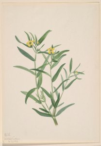 Cím nélkül (Virág tanulmány) alkotó: Mary Vaux Walcott