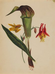 Cím nélkül (Jack a szószéken) alkotó: Mary Vaux Walcott