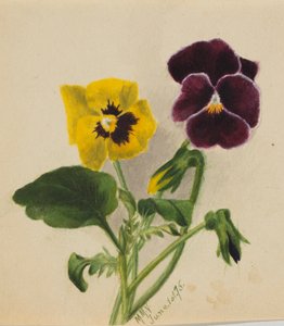Cím nélkül (Árvácskák) alkotó: Mary Vaux Walcott