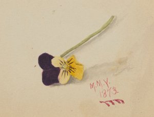 Cím nélkül (Pansy) alkotó: Mary Vaux Walcott