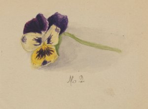 Cím nélkül (Pansy) alkotó: Mary Vaux Walcott