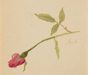 Cím nélkül (Rose) alkotó: Mary Vaux Walcott