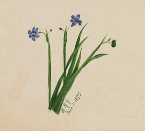 Név nélkül, 1875. alkotó: Mary Vaux Walcott