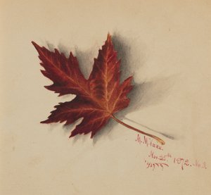 Őszi levél cím nélkül, 1872. alkotó: Mary Vaux Walcott