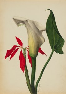 Calla Lily cím nélkül, 1877. alkotó: Mary Vaux Walcott