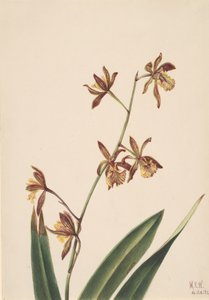 Névtelen virágtanulmány, 1924. alkotó: Mary Vaux Walcott