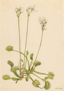 Vénusz légycsapda (Dionaea muscipula) alkotó: Mary Vaux Walcott