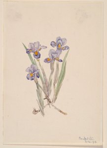 tavaszi írisz (Iris verna) alkotó: Mary Vaux Walcott
