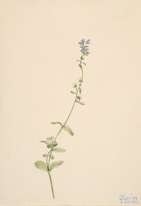Veronica serpyllifolia, 1911. alkotó: Mary Vaux Walcott
