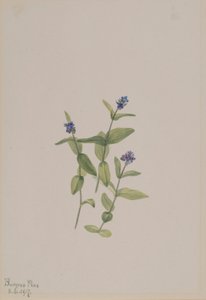 Veronica wormskjoldii alkotó: Mary Vaux Walcott