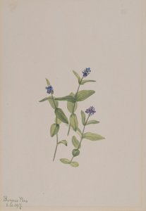 Veronica wormskjoldii, 1917. alkotó: Mary Vaux Walcott