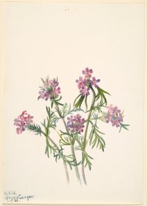 Vérfű (Verbena wrightii) alkotó: Mary Vaux Walcott