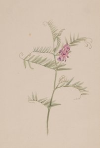 Vicia americana alkotó: Mary Vaux Walcott
