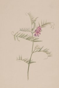 amerikai bükköny, kb. 1917-1918. alkotó: Mary Vaux Walcott