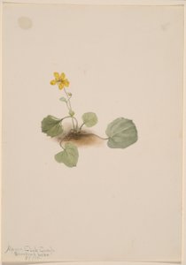 Viola orbiculata alkotó: Mary Vaux Walcott