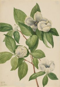 Virginia Stewartia (Stewartia malachodendron) alkotó: Mary Vaux Walcott
