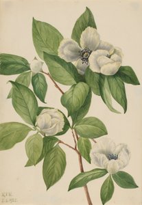 Virginia Stewartia Stewartia malachodendron, 1925. alkotó: Mary Vaux Walcott