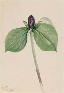 Ébresztő Robin (Trillium sessile) alkotó: Mary Vaux Walcott