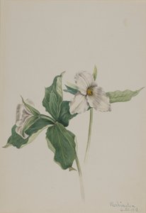 Wake-Robin Trillium grandiflorum, 1918. alkotó: Mary Vaux Walcott