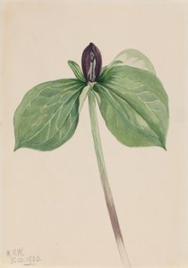 Wake-Robin Trillium ülve, 1920. alkotó: Mary Vaux Walcott