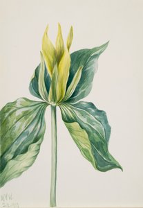 Wake-Robin Trillium underwoodii, 1937. alkotó: Mary Vaux Walcott