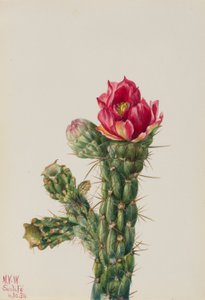 Walkingstick Cholla (Opuntia imbricata) alkotó: Mary Vaux Walcott