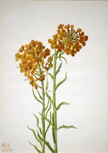 Fali virág (Erysimum wheeleri) alkotó: Mary Vaux Walcott
