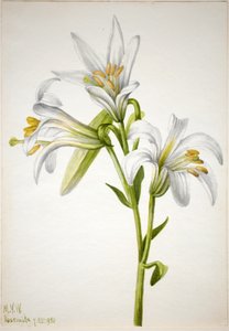 Washington Liliom (Lilium washingtonianum) alkotó: Mary Vaux Walcott
