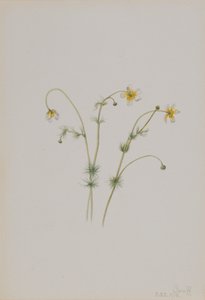 Vízi varjúláb Batrachium trichophyllum, 1918. alkotó: Mary Vaux Walcott