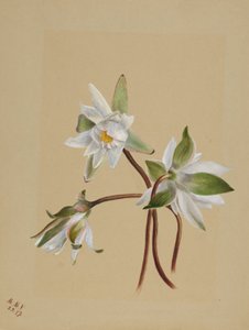 Vízi liliom (Castalia odorata) alkotó: Mary Vaux Walcott