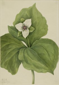 Viasztrillium (Trillium album) alkotó: Mary Vaux Walcott