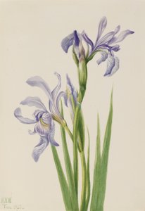 Nyugati kék zászló (Iris missouriensis) alkotó: Mary Vaux Walcott