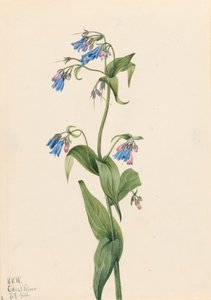 Western Bluebells Mertensia paniculata, 1920. alkotó: Mary Vaux Walcott