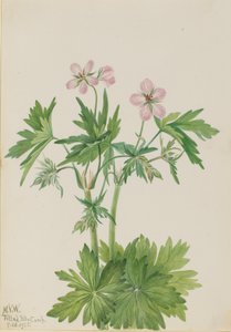 Western Cranesbill Geranium viscosissimum, 1925. alkotó: Mary Vaux Walcott