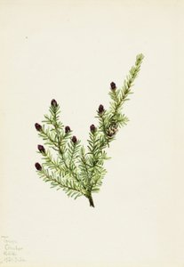 Western Hemlock Tsuga heterophylla, 1924. alkotó: Mary Vaux Walcott