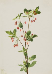 Nyugati Menziesia Menziesia glabella, 1924. alkotó: Mary Vaux Walcott